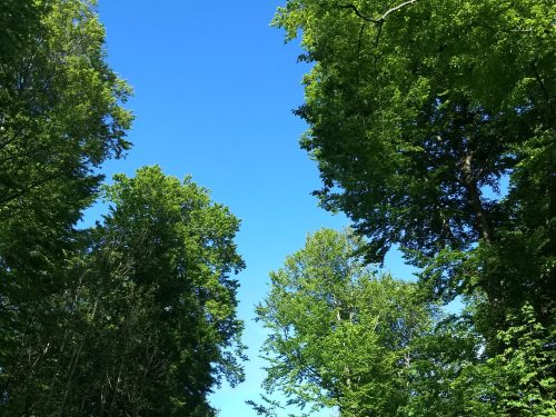IMG_20210516_175216954_HDR IMG_20210516_175216954_HDR